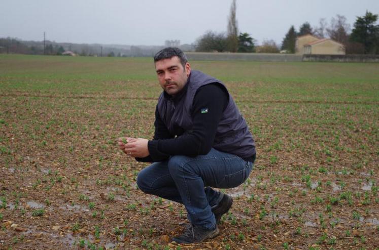 Louis Bouju, observateur pour le BSV Poitou-Charentes, sur une de ses parcelles de pois, à Airvault, fin janvier 2018.