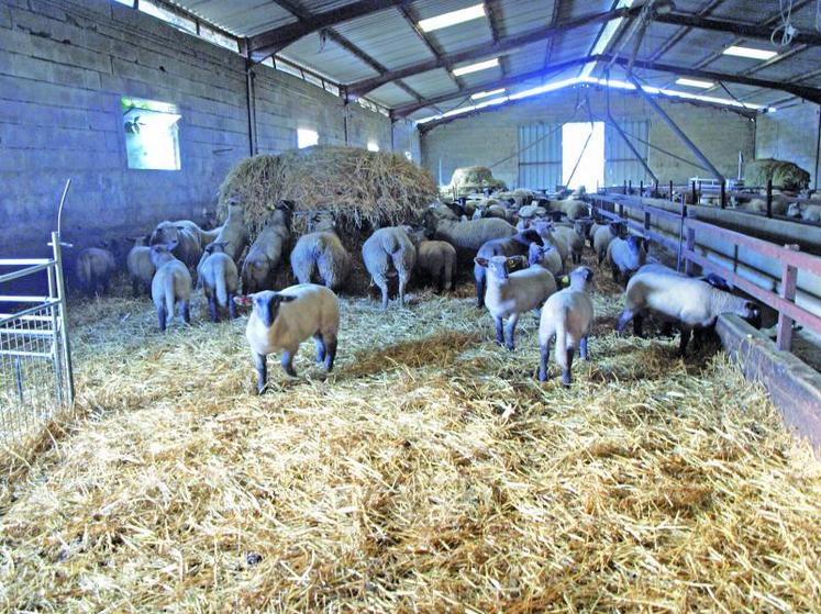 6 visites se sont déroulées dans la Vienne, dont une chez un éleveur ovin et bovin