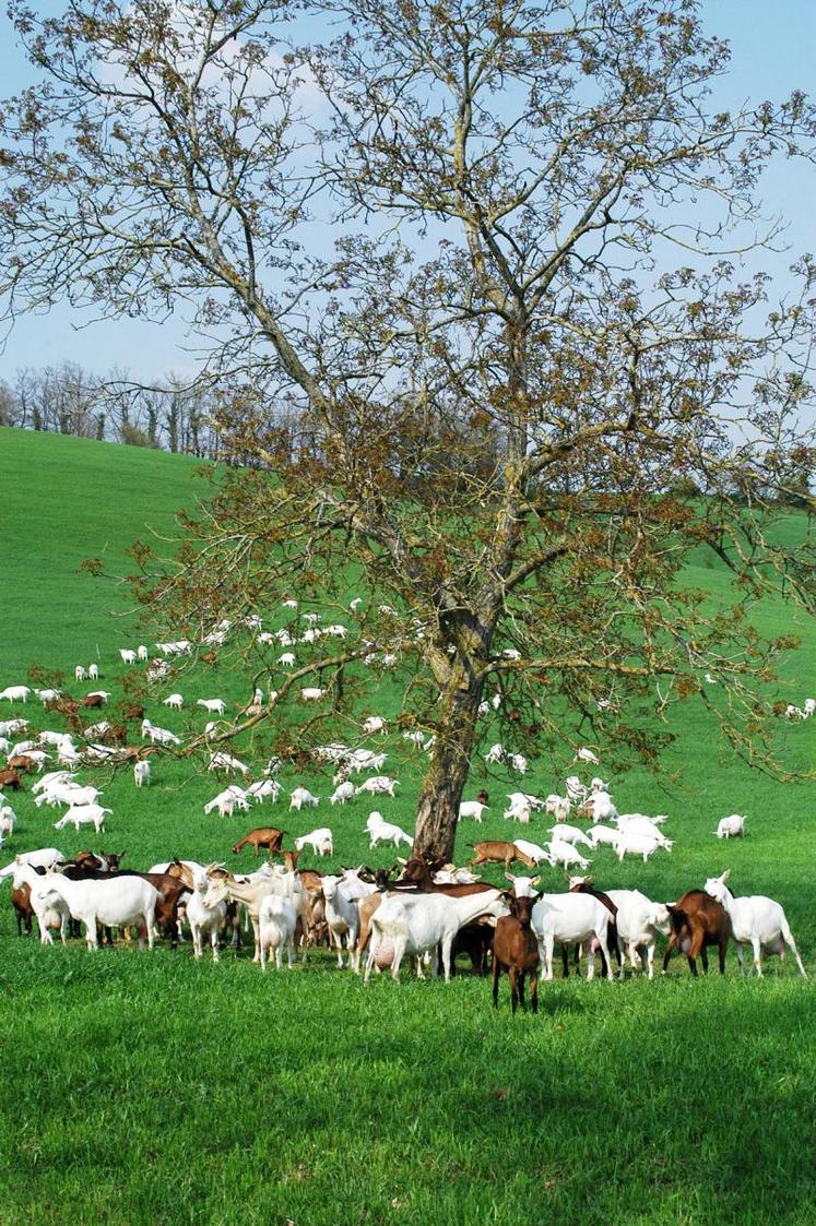 Des hausses du prix du lait de chèvre sont annoncées dans la région, mais pas à la hauteur des demandes des éleveurs.