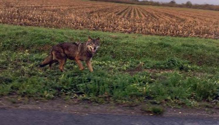 L'un des loups échappés du Sanctuaire de Frontenay-Rohan-Rohan (79).