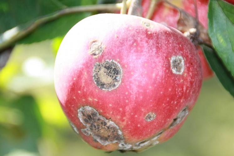 Seules 5 ou 6 variétés commerciales sont résistantes à la tavelure mais elles ne protègent pas à 100 % de la maladie.