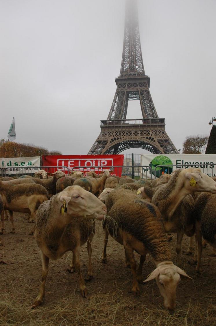 Le nombre de moutons tués est évalué à 7500