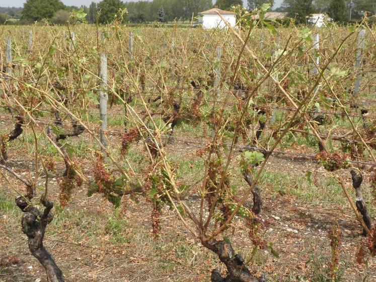 Dégâts de la grêle sur les vignes. Photo d'archives.