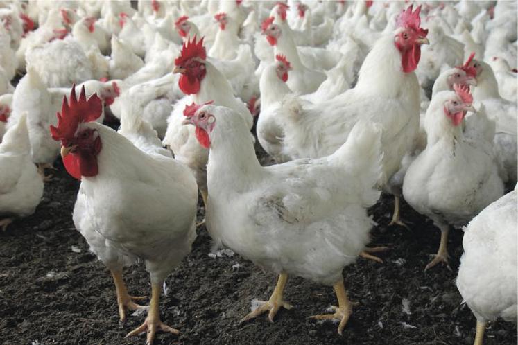 Les entreprises avicoles doivent tenir face au chantage de la grande distribution pour pouvoir regagner de la trésorerie afin d'en redistribuer une partie au maillon élevage.