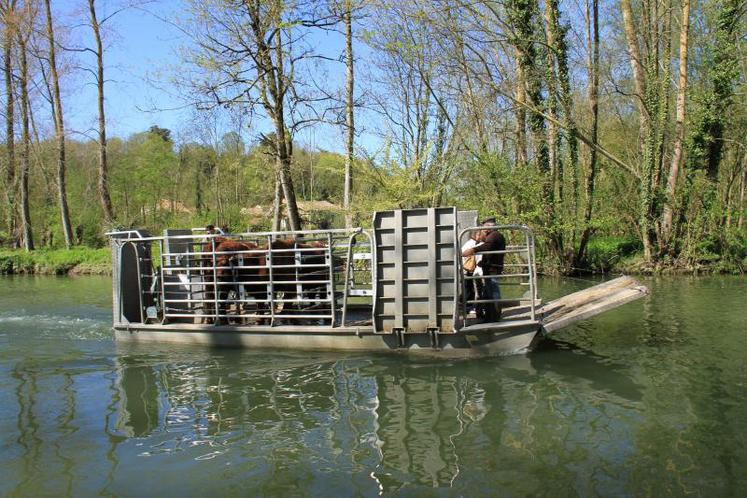 Entre 100 et 150 animaux seront transportés par petits groupes en bateau pour passer l’été dans le Marais poitevin.