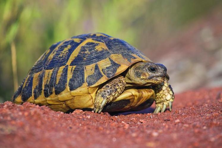 Les tortues terrestres