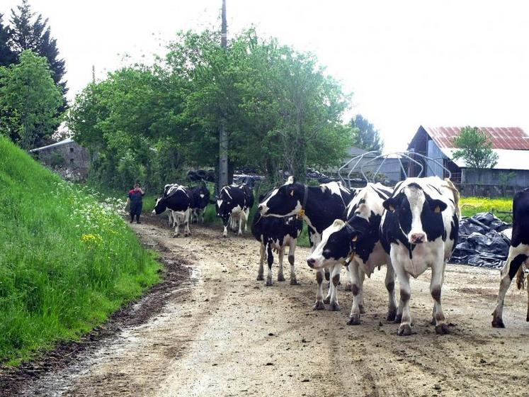 Pour un complément de 10 kg de MS, les vaches doivent sortir de 3 à 4 h minimum et de 5 à 6 h maximum.