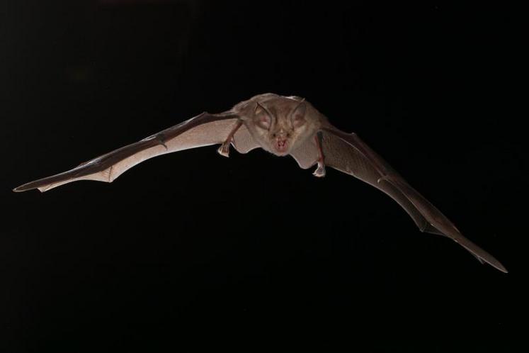 Le Grand Rhinolophe est une espèce de chauve-souris sensible à la perte de connectivité dans ses habitats.
Il est aussi un prédateur de papillons de nuit.