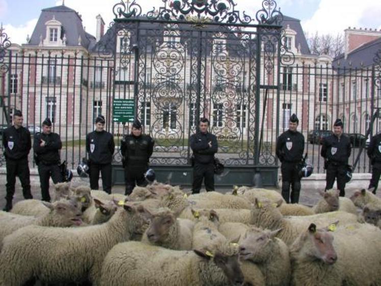 Près de 400 éleveurs ovins ont défilé dans les rues de Poitiers sous escorte des forces de l’ordre.