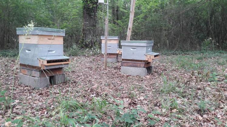 Une zone de préservation composée de six ruches a été mise en place au sein du CNRS de Chizé. Leur succès pourrait conduire les citoyens à créer un conservatoire de l’abeille noire.