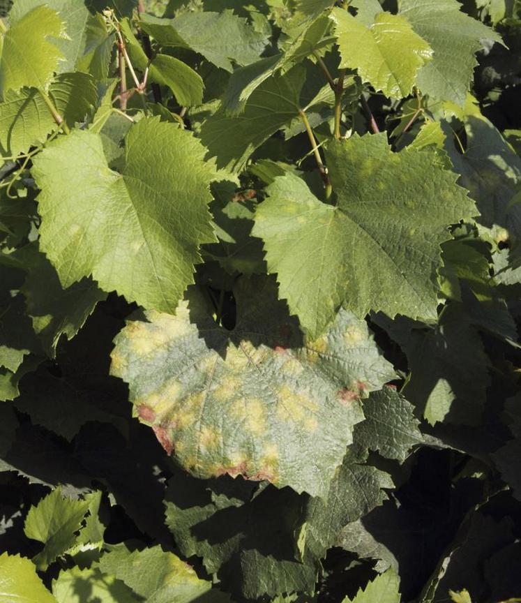 Présentation d'outil de désherbage mécanique des vignes enherbées.