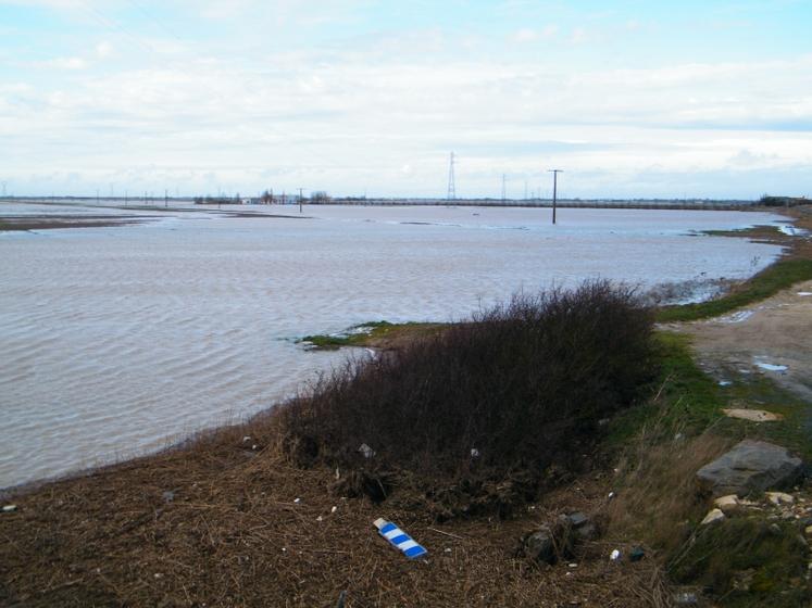 Vendée : les semences de pois ont été recouvertes par l’eau.