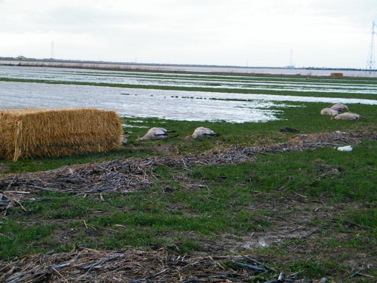 Vendée : les moutons ont payé le plus lourd tribut.