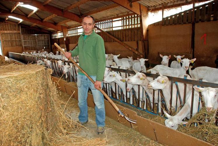 Nicolas Redureau élève 240 chèvres. 290 000 litres sont livrés à Eurial. Atelier hors sol, la totalité de l’alimentation est achetée. L’éleveur travaille en confiance avec un producteur de foin de luzerne. Cette noble matière est l’un des piliers de son système.