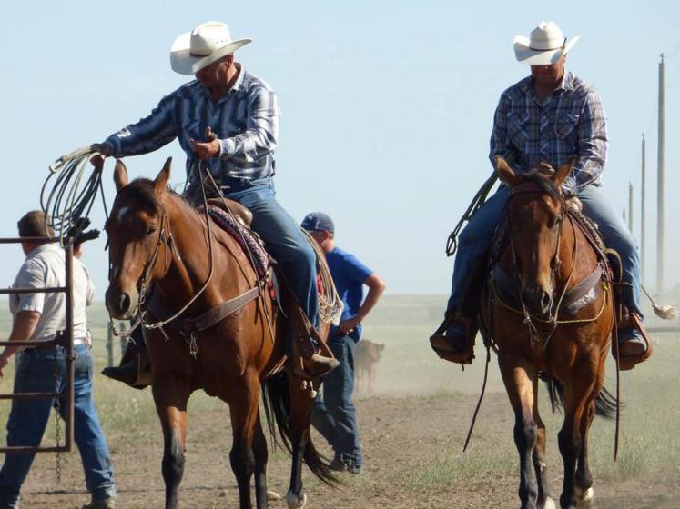 Au Canada, en Alberta, dans un élevage de 600 bovins et 7000ha