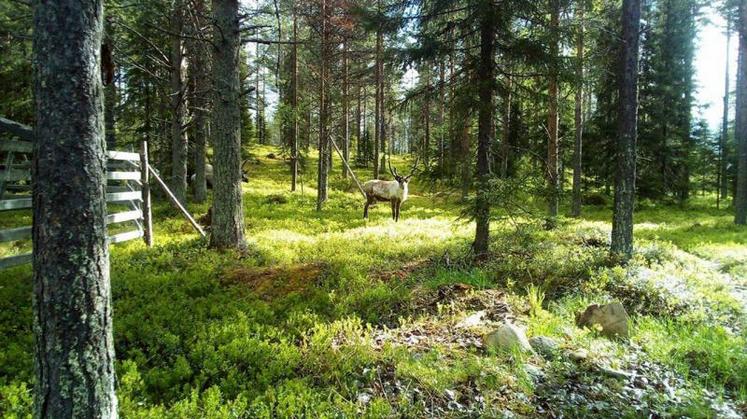 En Finlande, dans un élevage de Rennes