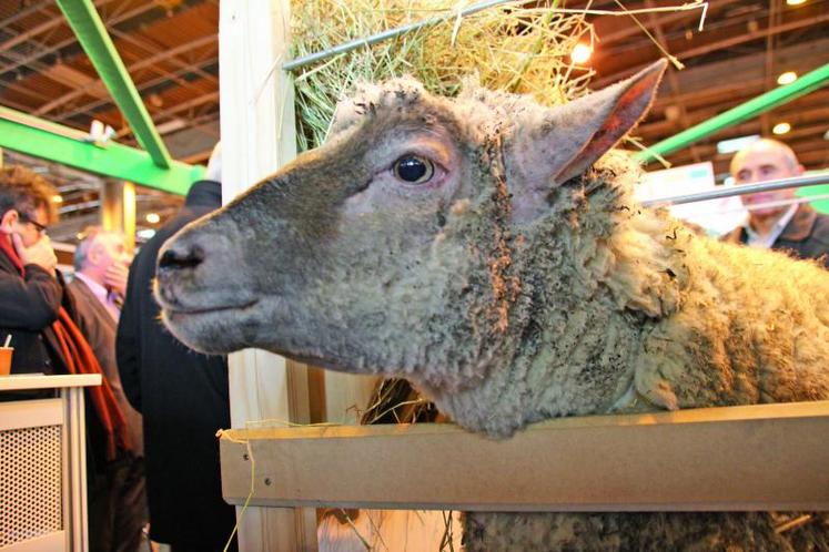 Le stand de l'Agneau Poitou-Charentes