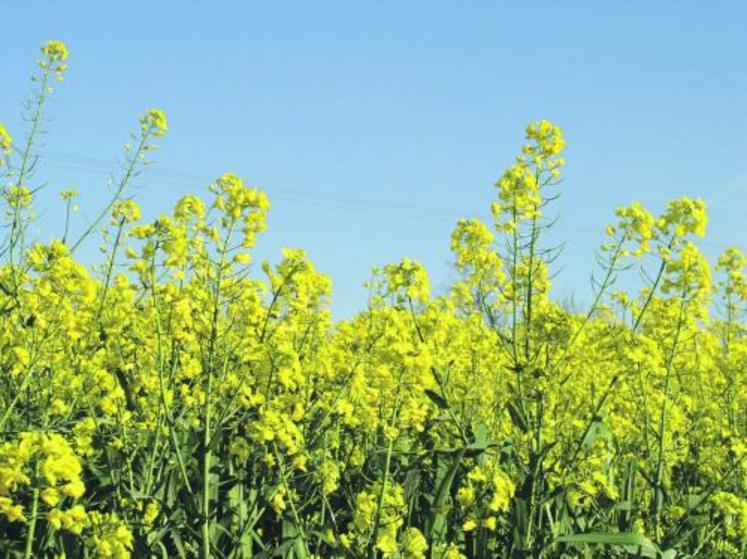 Il n’y a pas que le rendement  à prendre en compte dans le choix d’une variété de colza.