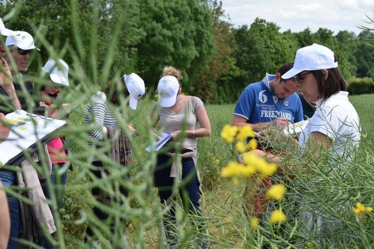 Les trois leviers de lutte contre l'orobanche sont à actionner dans le bon ordre : agronomie et mesures prophylactiques, variété à bon comportement et herbicides disponibles pour les variétés Clearfield.