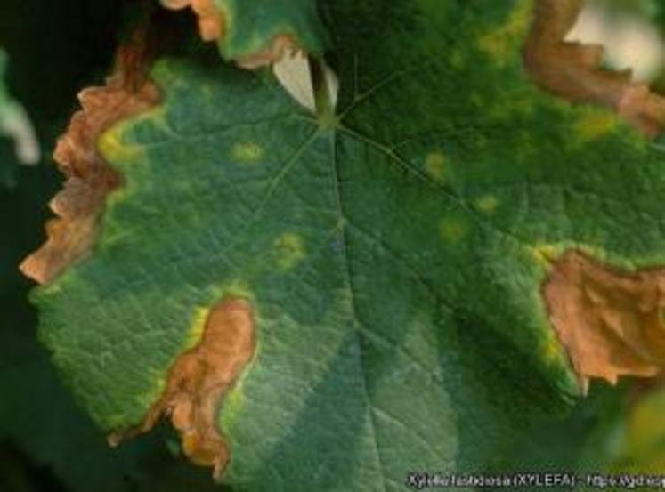 Détail de lésions foliaires sur feuille de vigne. (Xylella fastidiosa - Maladie de Pierce)