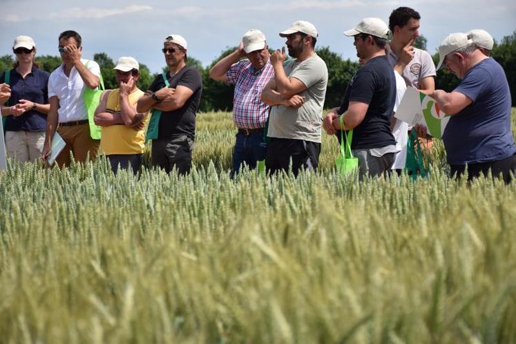 Les essais menés par la chambre d'agriculture visent notamment à mélanger les variétés afin d'accroître la résistance des cultures aux maladies.