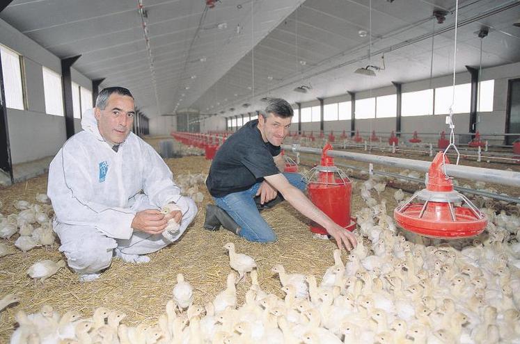 La filière avicole présente de réels atouts malgré un contexte perturbé.