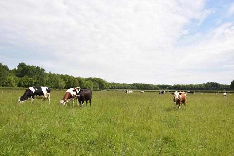 En conventionnel, la collecte a retrouvé son niveau de 2018
depuis le mois de mars. Ce contexte favorise un équilibre
du marché à l'international.