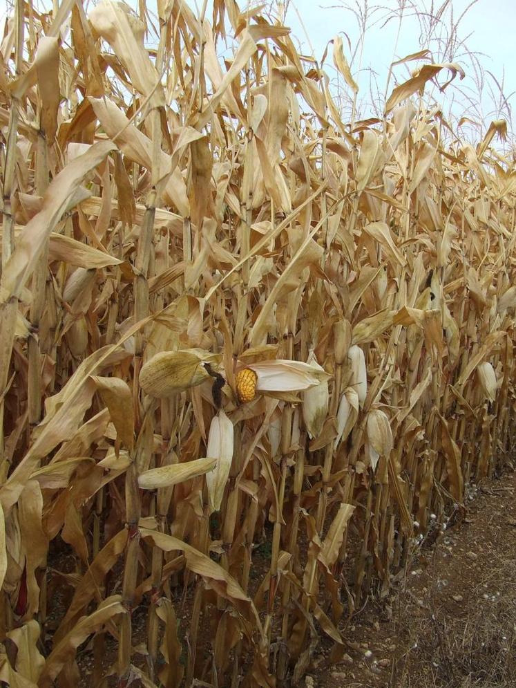 Après la récolte de maïs, 8 à 10 tonnes de cannes de maïs retournent au sol.