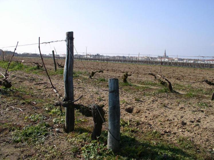 Les vignes de l'île de Ré ont retrouvé une place dans L'Aunis en vignes.
