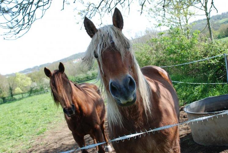 Le cheval est le deuxième animal préféré des Français derrière le chien et devant le dauphin.