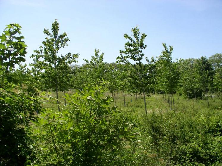 Aujourd’hui, seuls 1800 ha de peupleraies sont replantés chaque année, contre plus de 2500 ha abattus.