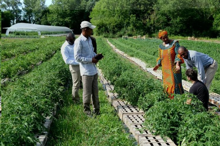 Des représentants des MFR de pays africains ont pu visiter l’exploitation maraîchère de Laurent Bourdeau, à Saint-Christophe, et découvrir ses méthodes de travail.