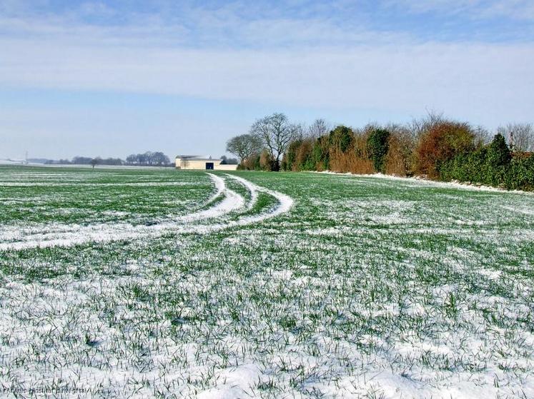 La protection contre le froid dépendra de la couverture de la plante par le manteau neigeux.