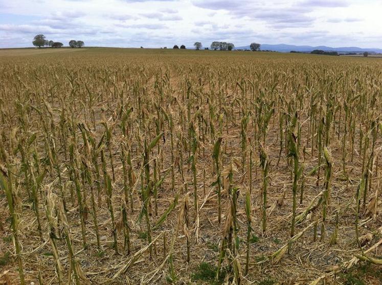 Pour faire face aux aléas climatiques, en réduire les conséquences économiques et protéger leurs outils de production, les agriculteurs doivent s’adapter.-