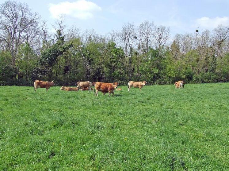 La prairie multi-espèces permet d’avoir de l’herbe partout dans une parcelle hétérogène.