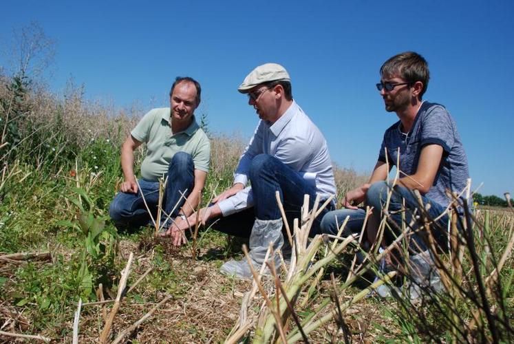 Jean-Marc Renaudeau pointe de la main un pied d’orobanche, sur une de ses parcelles d’essais de variétés de colza résistantes, avec Mathieu Godet et Christophe Jestin, du Cétiom.