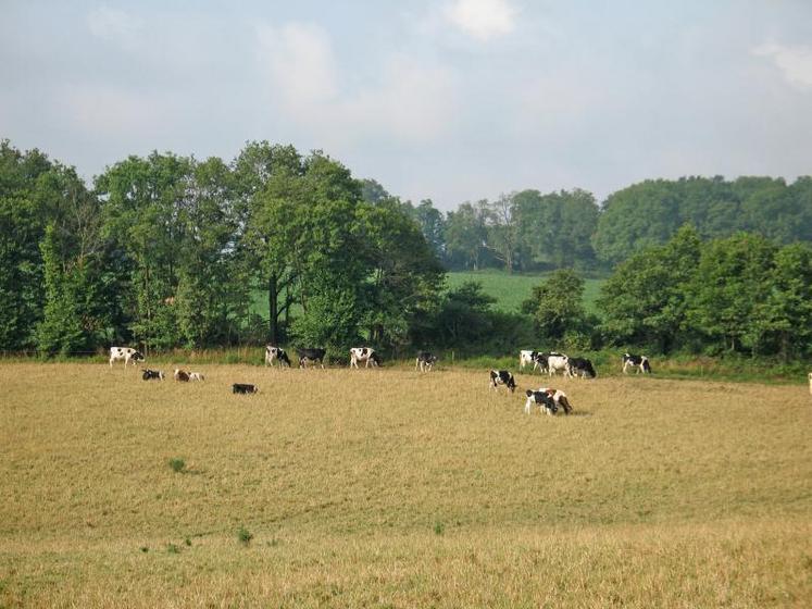 Une prairie sèche et une météo au beau fixe ; que faire lorsqu’on avait prévu un semis de fin d’été ?