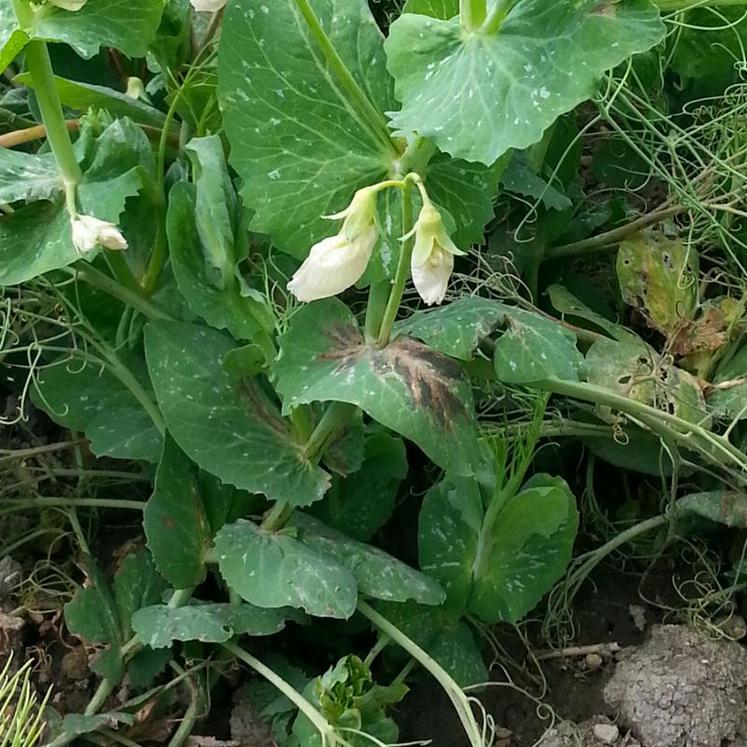 Symptômes de bactériose sur plantes