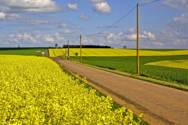 En Poitou-Charentes, le colza revient 3 fois sur 6 ans, dans 22 % des cas, 2 fois sur 6 dans 63 % des cas.