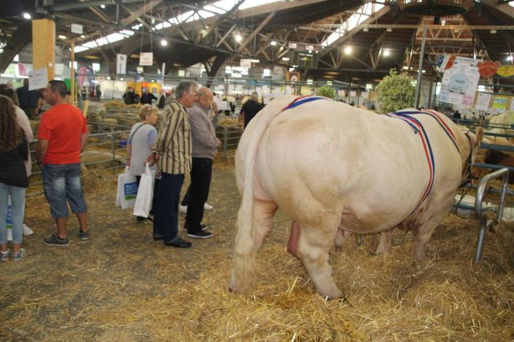 Holmes, appartenant au Gaec Quintard, repart avec le Grand prix d'honneur des mâles adultes.