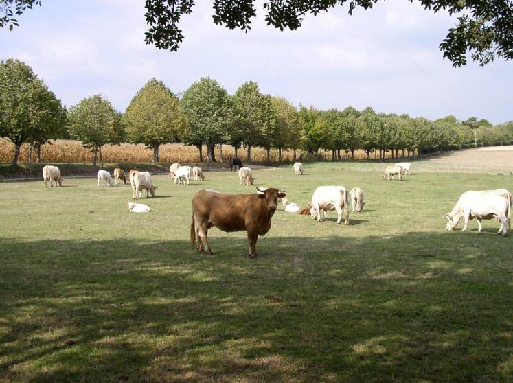 Pour les aides bovines allaitantes, la télédéclaration se termine au 15 mai.