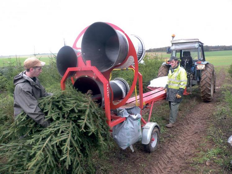 Mise en filet des sapins avant leur expédition aux clients sur l’exploitation de Samuel Drault.