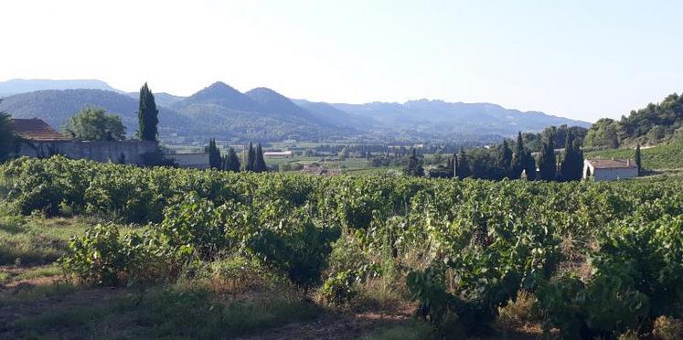 Invitée à la Foire-expo de Grande Champagne il y a 25 ans, le Pays Vaison-Ventoux, en Provence, revient en terre cognaçaise pour la 31e édition.