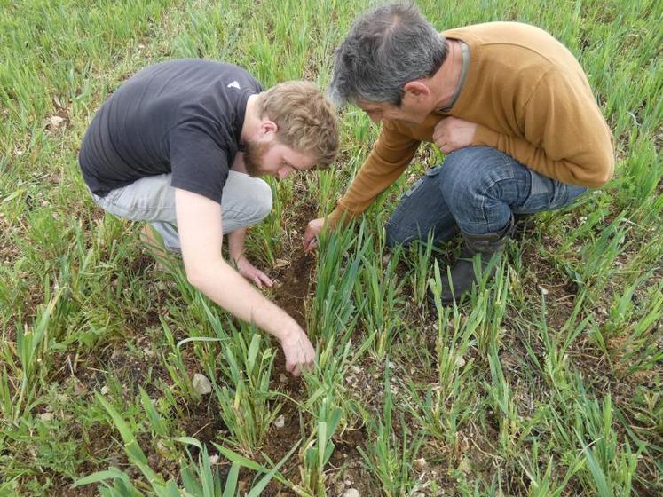 Côme Darchis et Hervé Gaborit, inspectant le travail réalisé par le semoir.