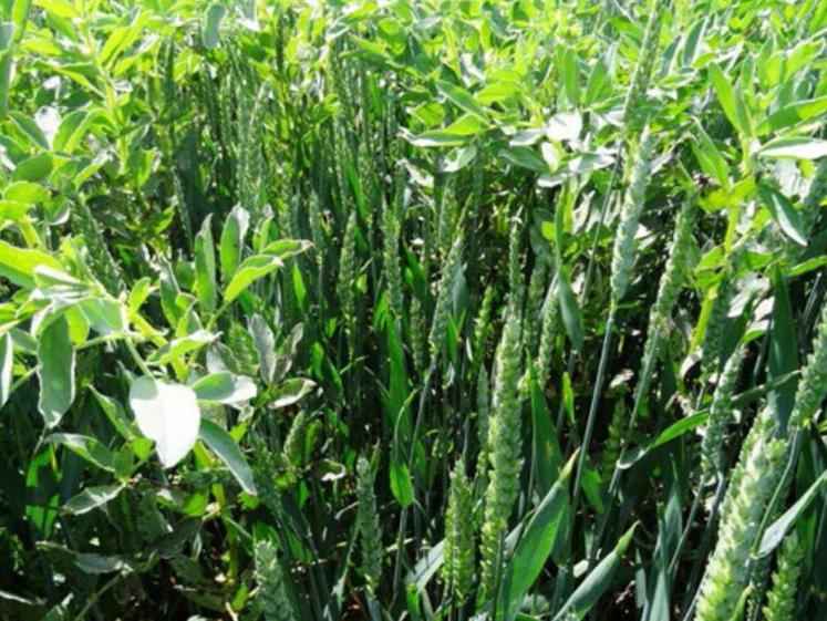 L’association du blé et de la féverole présente un avantage au niveau du tri mais moins au niveau de la valeur technologique. De manière générale, l’association du blé et de protéagineux présente un bon taux de protéine de la céréale.