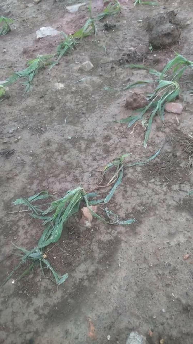 Par endroits, des congères se sont formés. La grêle était si 
compact qu’elle a tenu une bonne partie de la journée du dimanche.