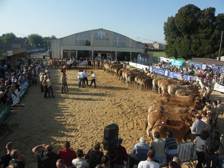 Le concours national de la race parthenaise est revenu, vingt ans plus tard, en terres saint-maixentaises.