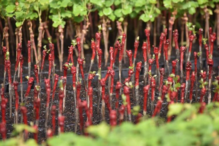 La production de plants traditionnels a augmenté de 3  % dans les Charentes