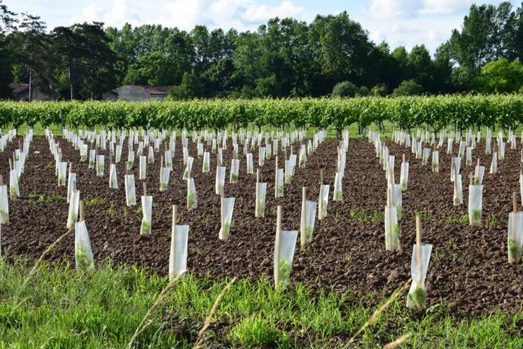 1 557 ha de plantations demandés pour 2018.