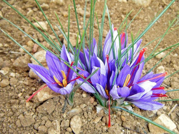 La corolle du crocus Sativus abrite trois étamines jaunes d’or et un pistil rouge.